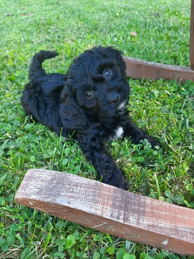 AKC Champion Toy Poodle Puppies media 4