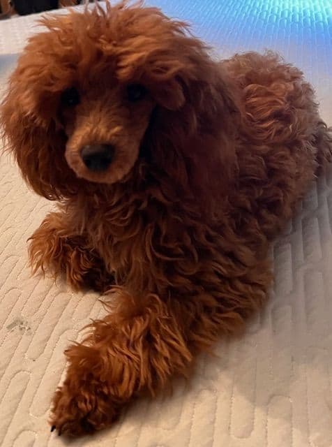AKC Champion Toy Poodle Puppies media 3
