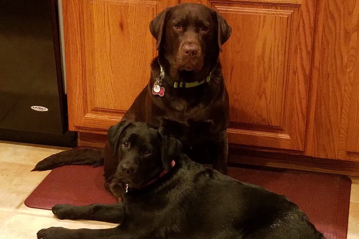 Labrador Retriever Puppies breeder image 1