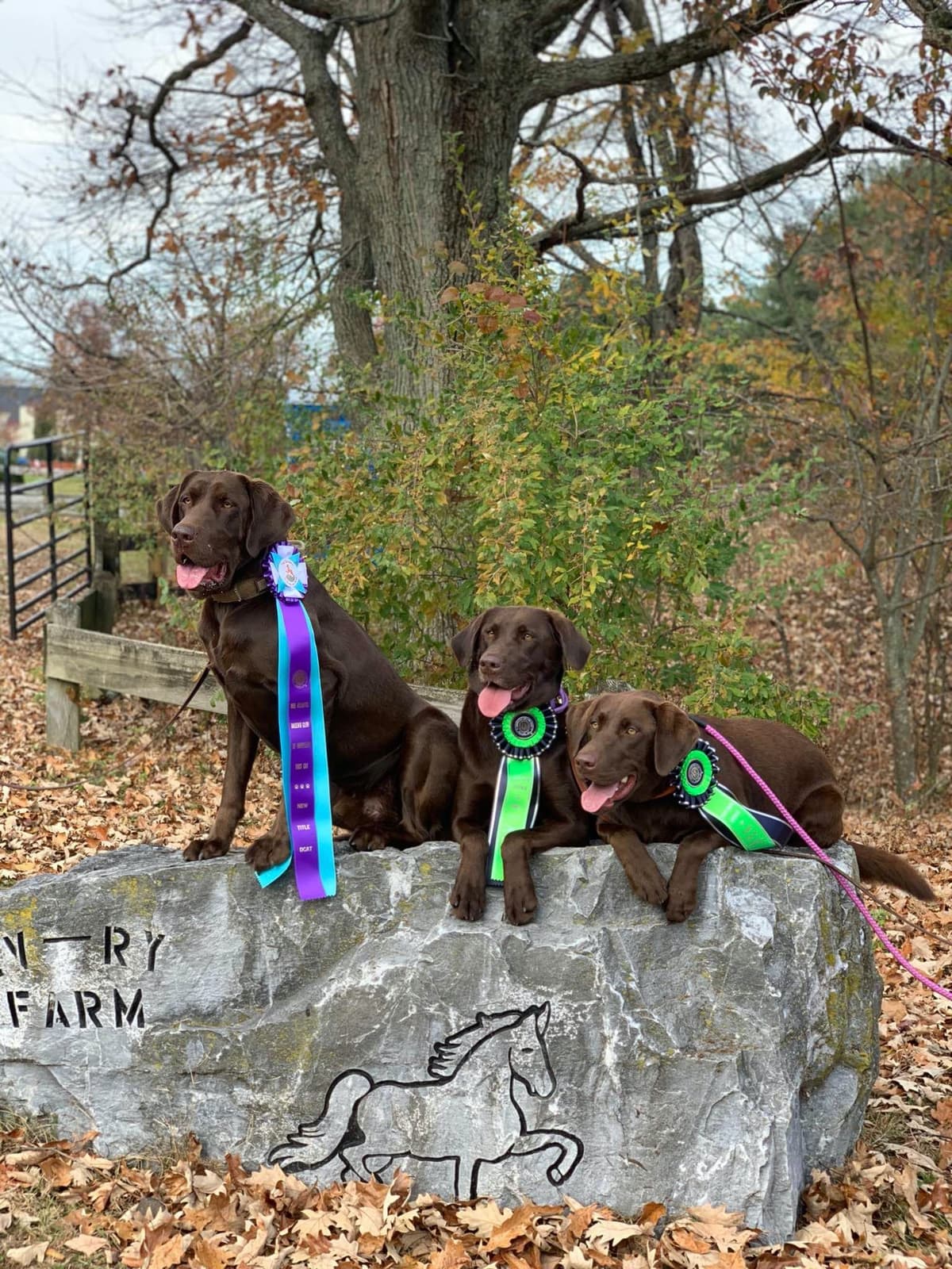 Labrador Retriever Puppies breeder image 3