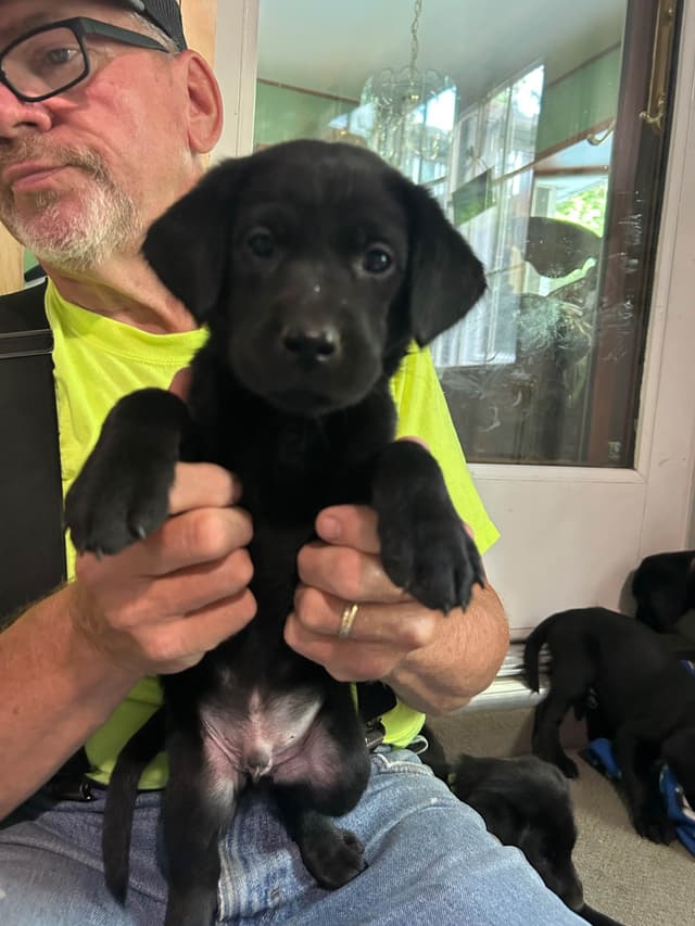 Labrador Retriever Puppies media 3
