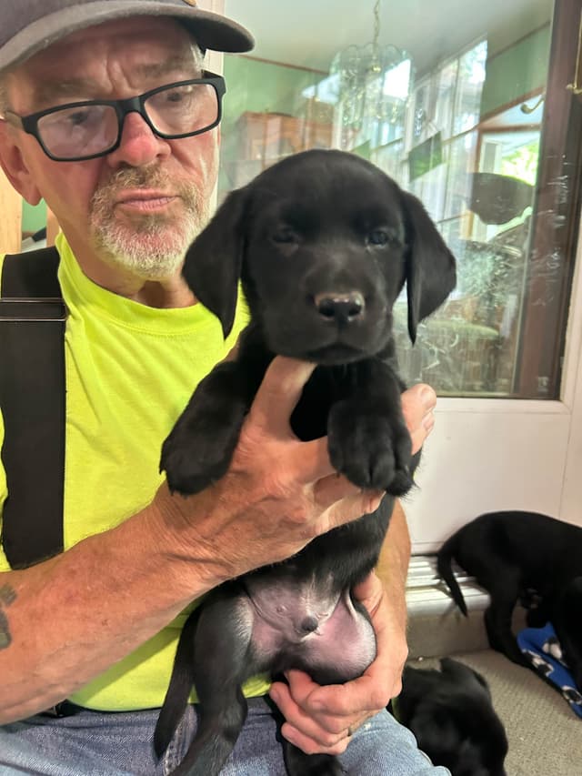 Labrador Retriever Puppies media 4