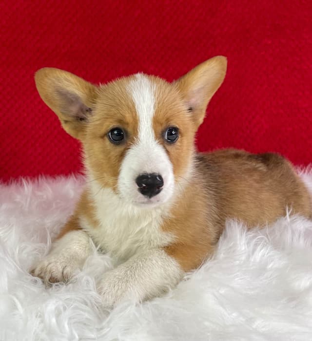 Pembroke Welsh Corgi Puppies media 2