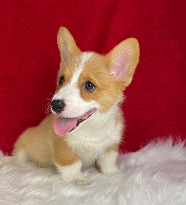 Pembroke Welsh Corgi Puppies media 3