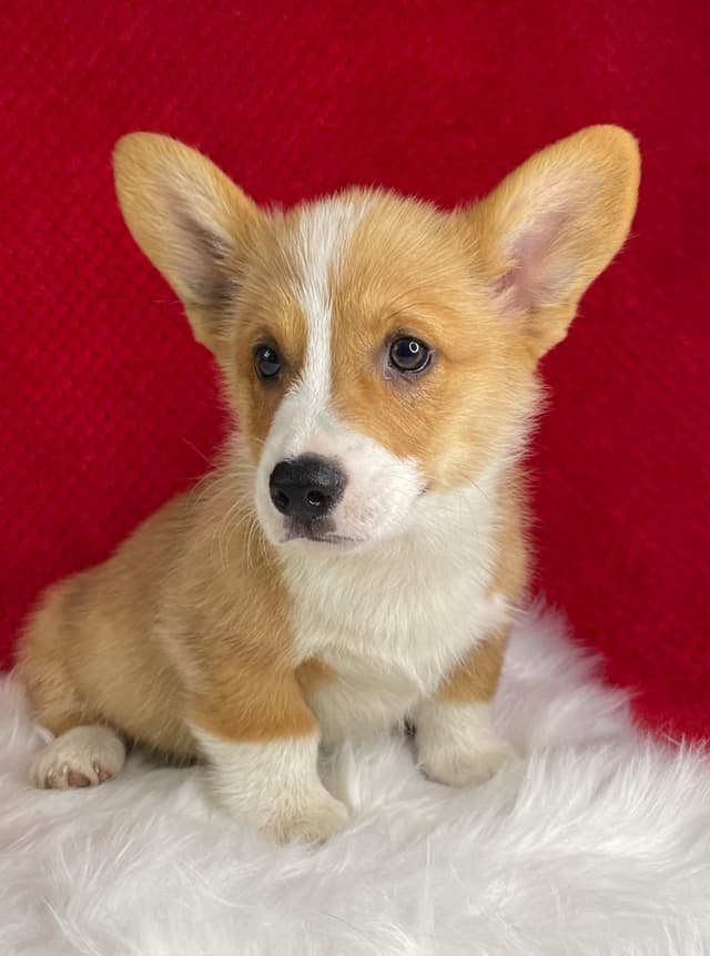 Pembroke Welsh Corgi Puppies media 5
