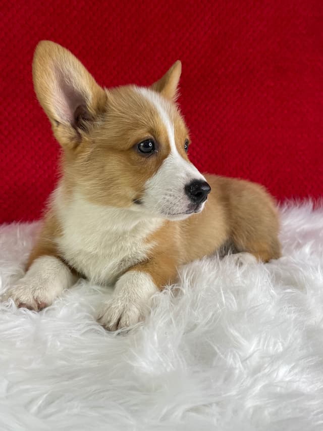 Pembroke Welsh Corgi Puppies media 6