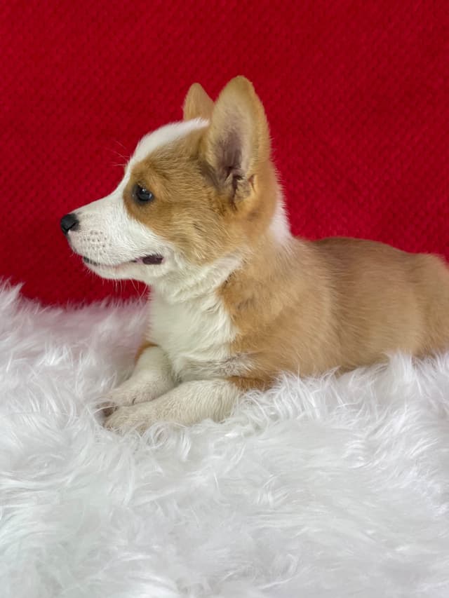 Pembroke Welsh Corgi Puppies media 8