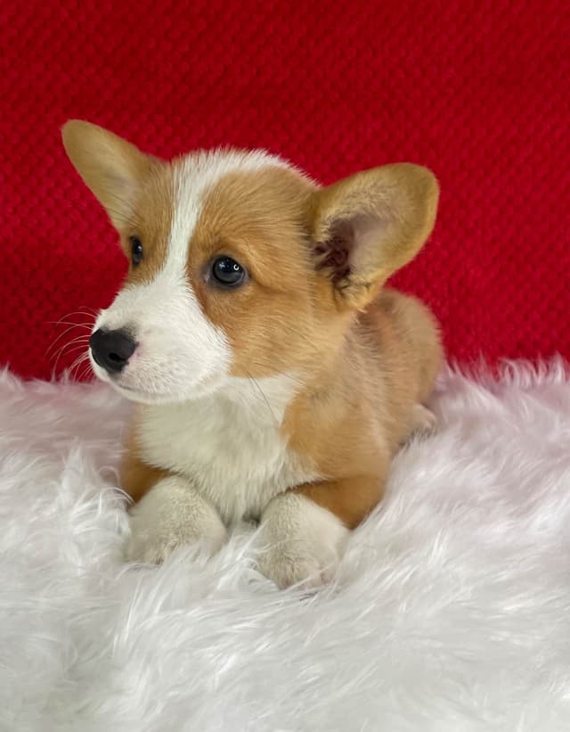 Pembroke Welsh Corgi Puppies media 9
