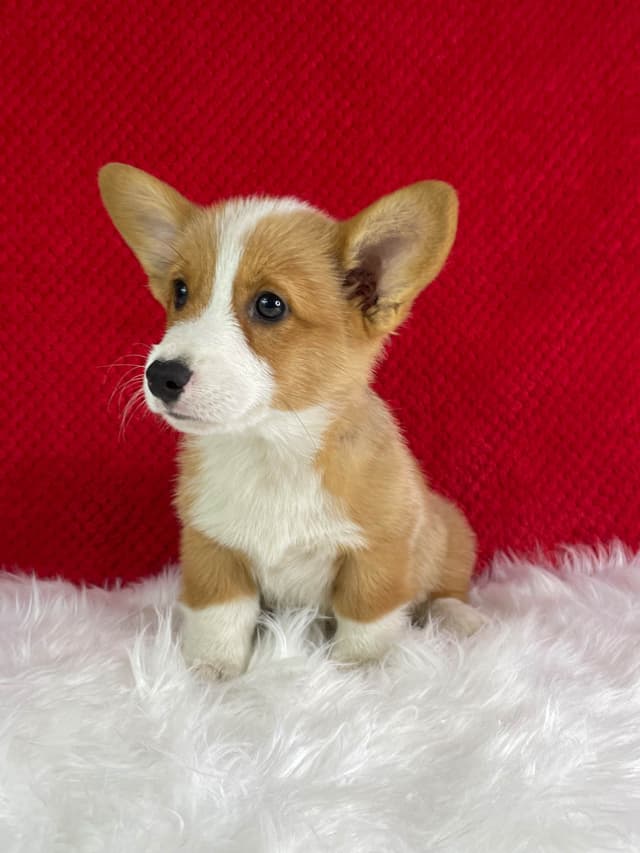 Pembroke Welsh Corgi Puppies media 10