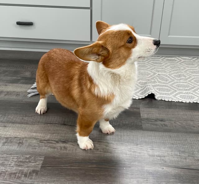 Pembroke Welsh Corgi Puppies media 11
