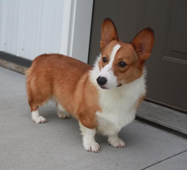 Pembroke Welsh Corgi Puppies media 12