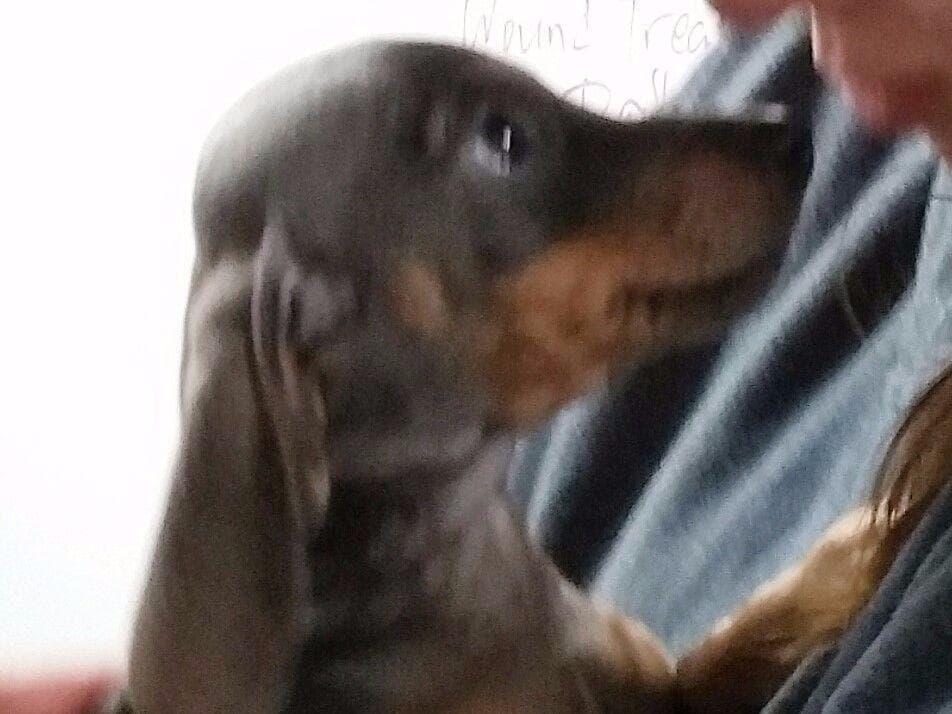 No HASSLE buying process. Includes Full AKC breeder image 5