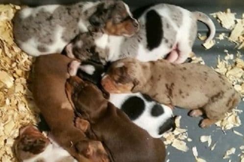 No HASSLE buying process. Includes Full AKC breeder image 3
