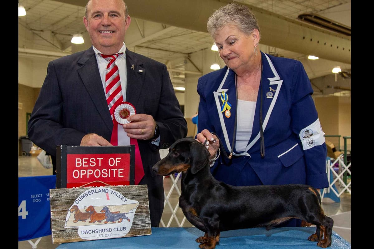 No HASSLE buying process. Includes Full AKC breeder image 1