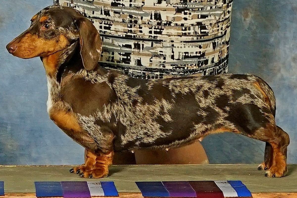No HASSLE buying process. Includes Full AKC breeder image 7