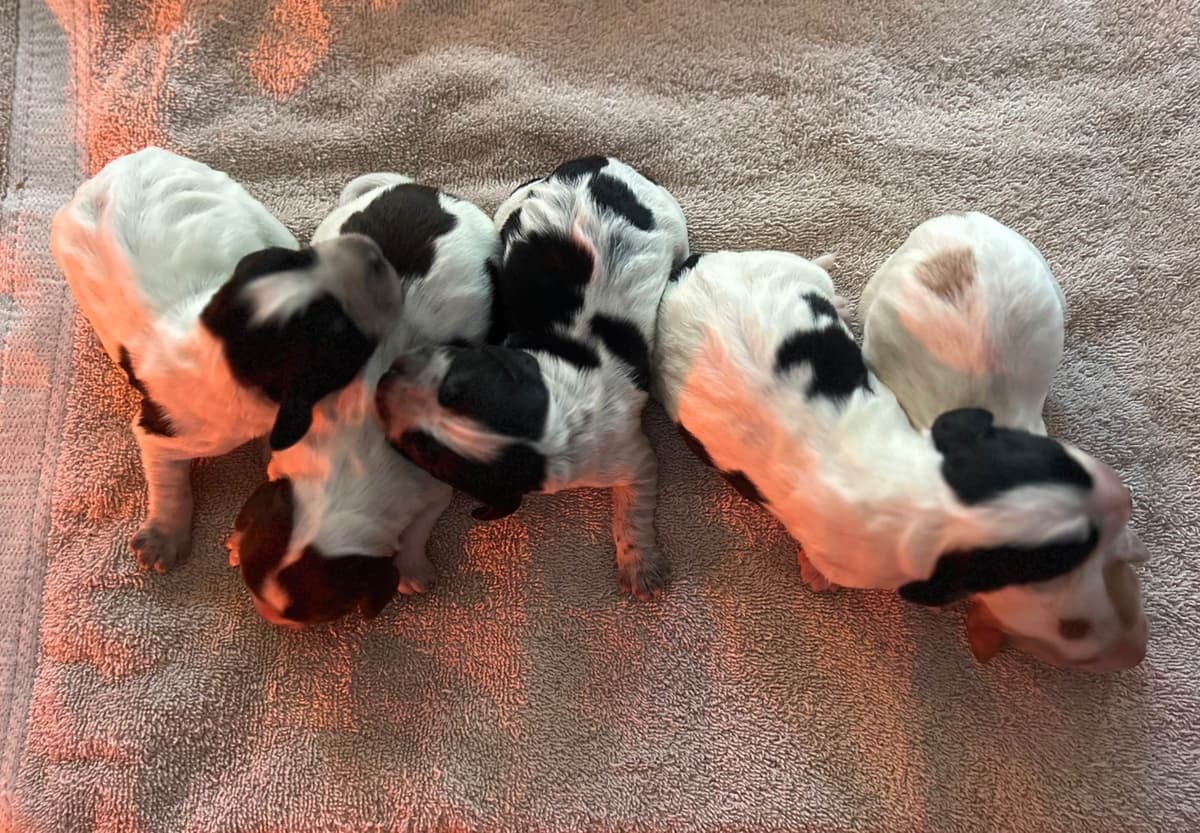 English Cocker Spaniel Puppies breeder image 1
