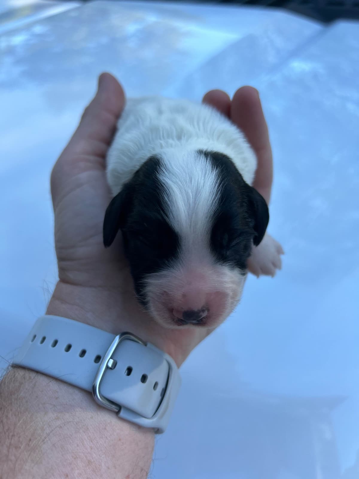 English Cocker Spaniel Puppies breeder image 3
