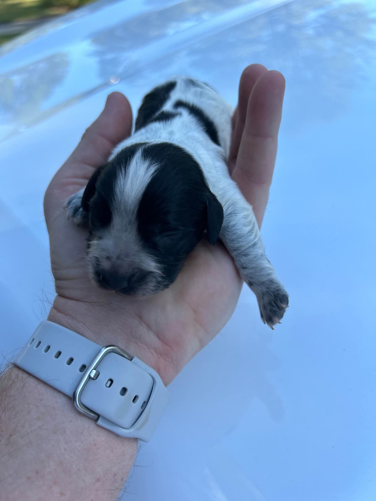 English Cocker Spaniel Puppies breeder image 2