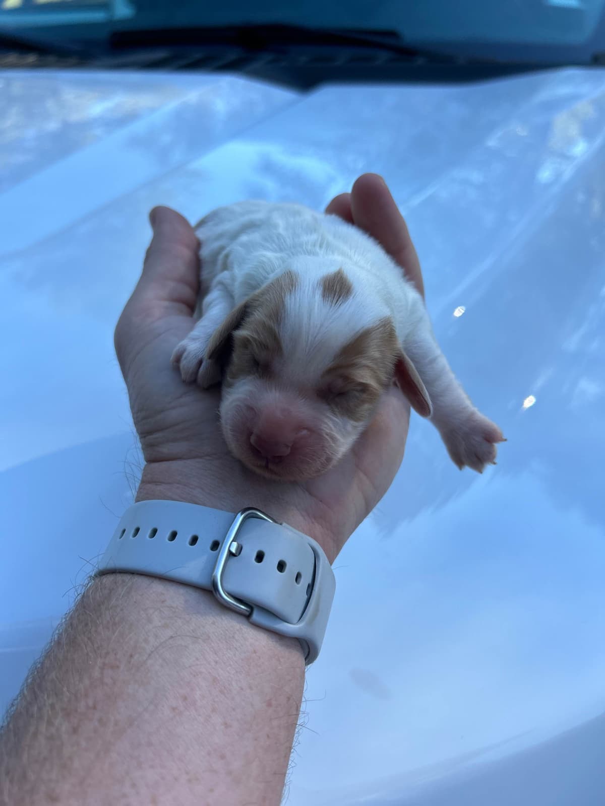 English Cocker Spaniel Puppies breeder image 5