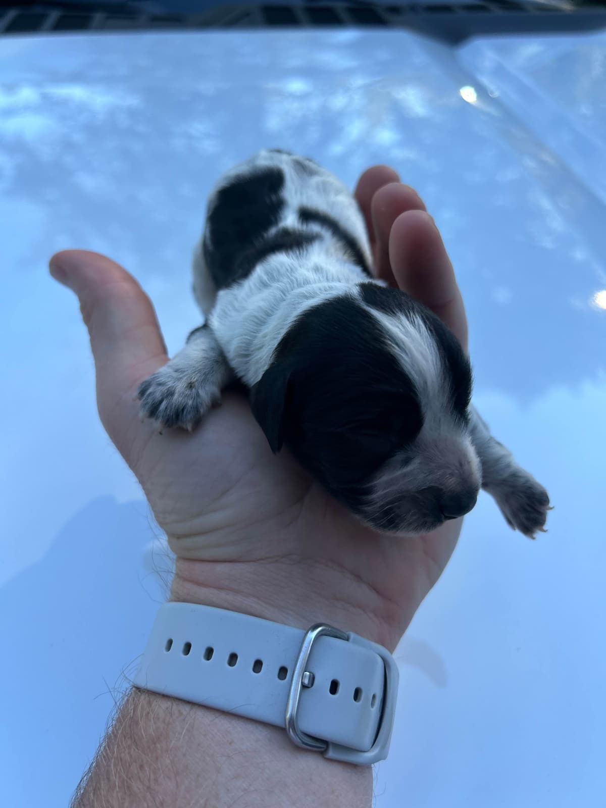 English Cocker Spaniel Puppies breeder image 4