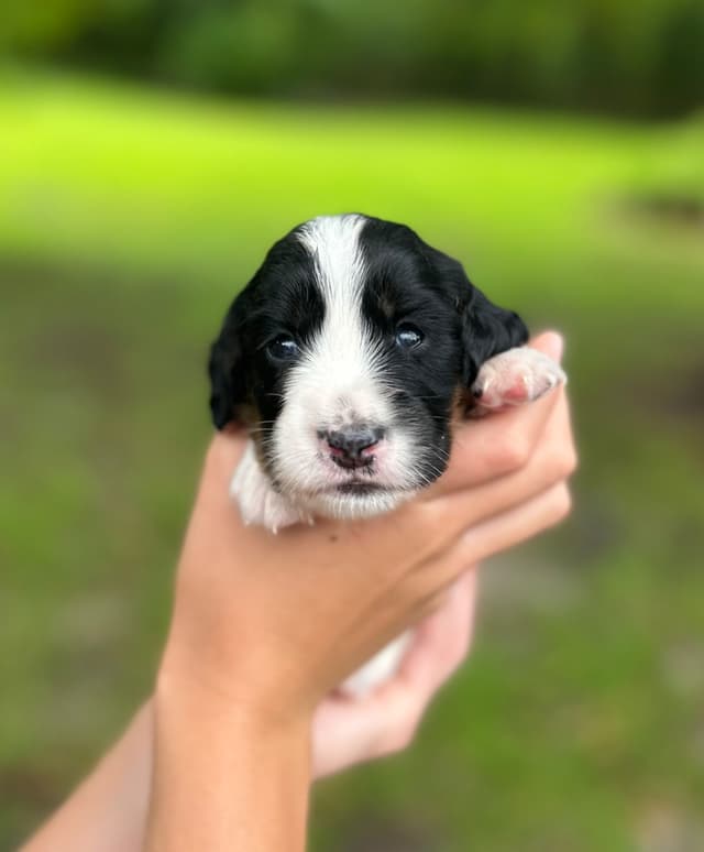 English Cocker Spaniel Puppies media 2