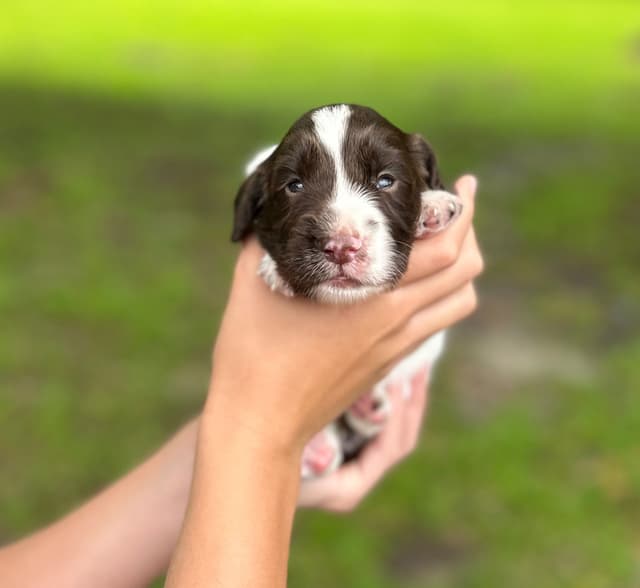 English Cocker Spaniel Puppies media 3