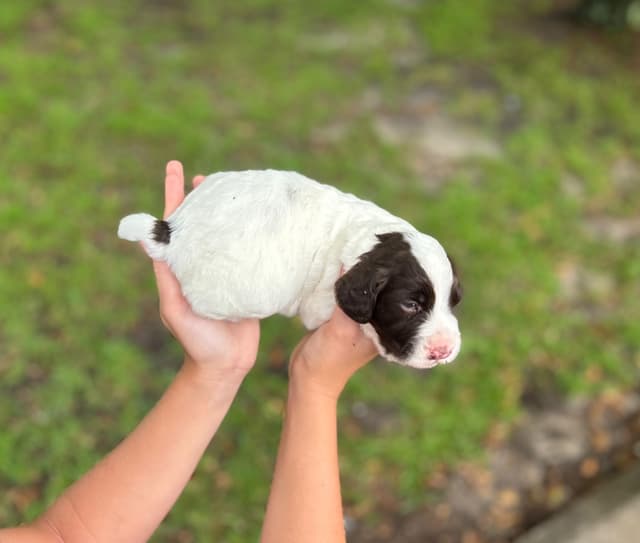 English Cocker Spaniel Puppies media 6