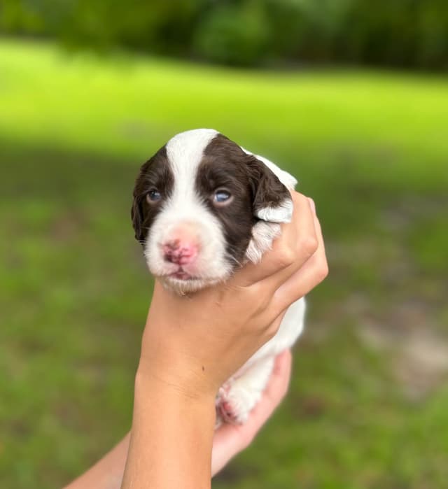 English Cocker Spaniel Puppies media 4