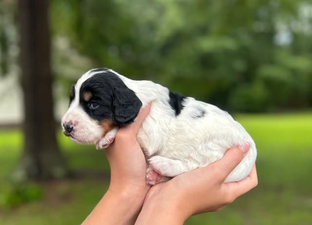 English Cocker Spaniel Puppies media 5