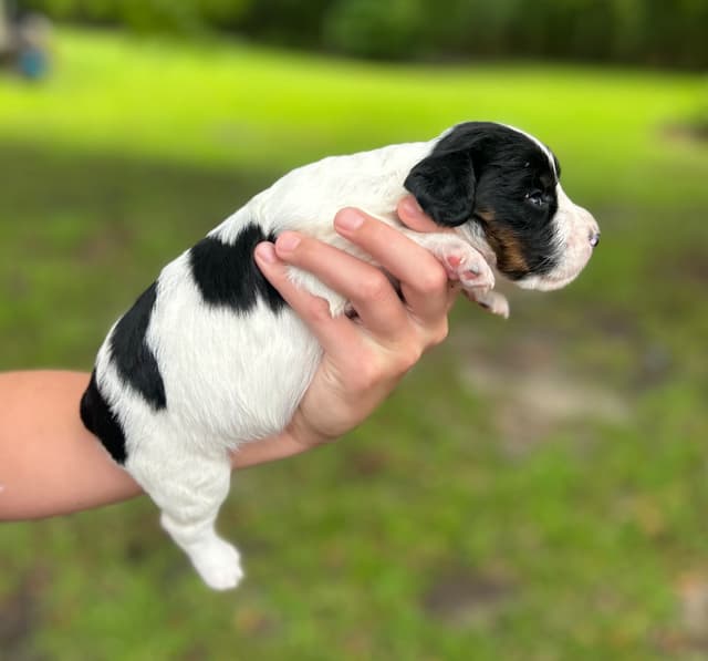 English Cocker Spaniel Puppies media 8