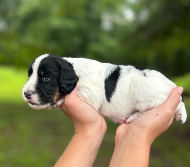 English Cocker Spaniel Puppies media 7