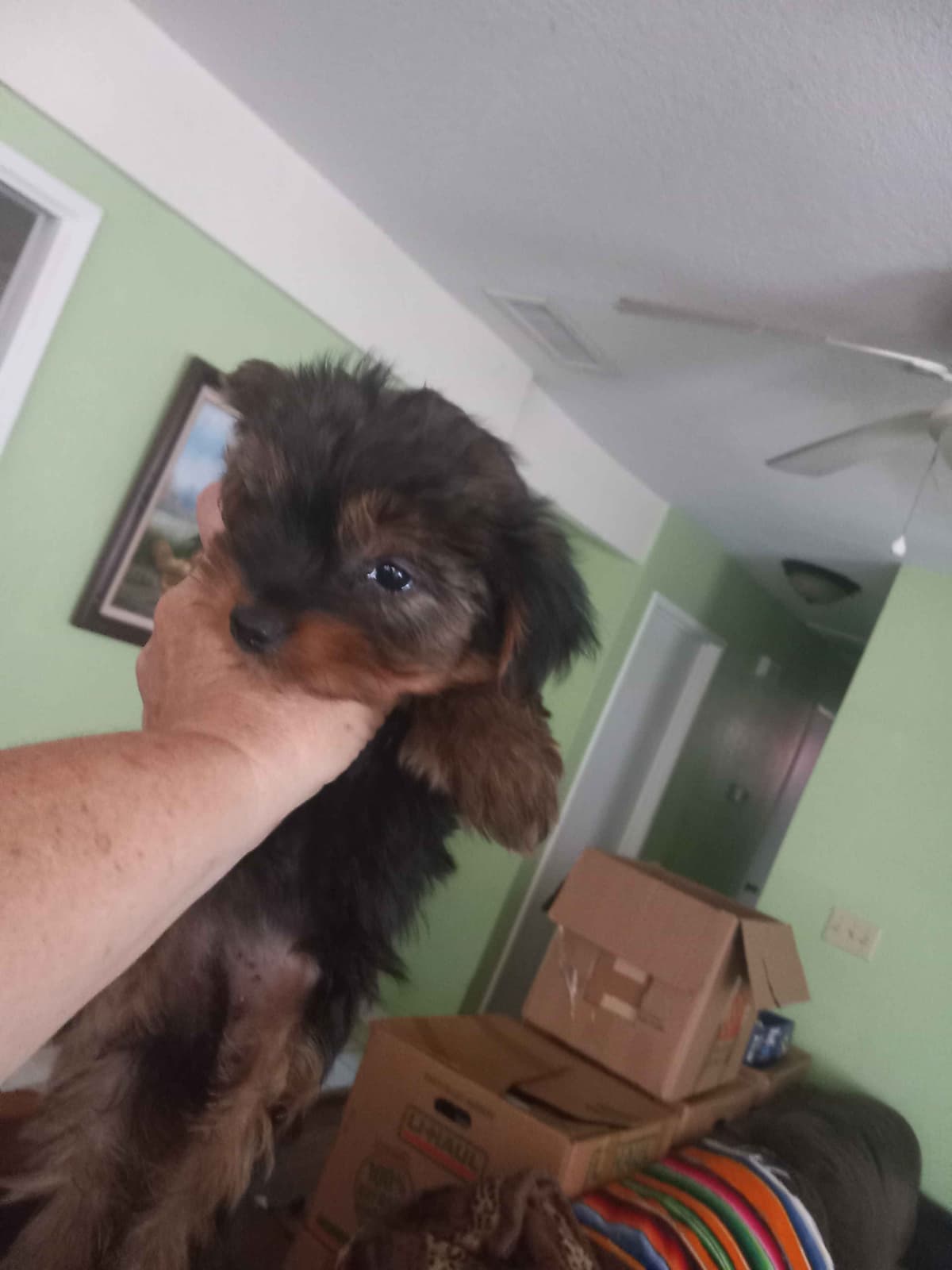 Yorkshire Terrier Puppies breeder image 3