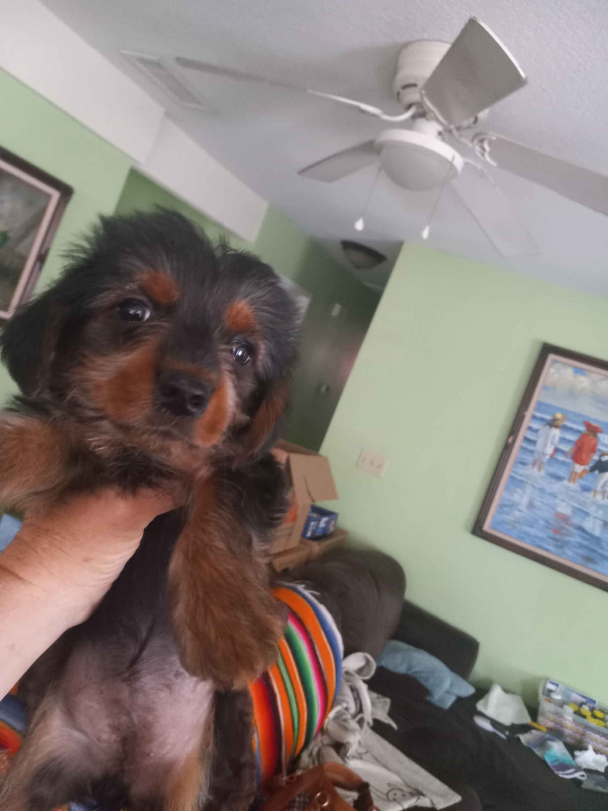 Yorkshire Terrier Puppies breeder image 2