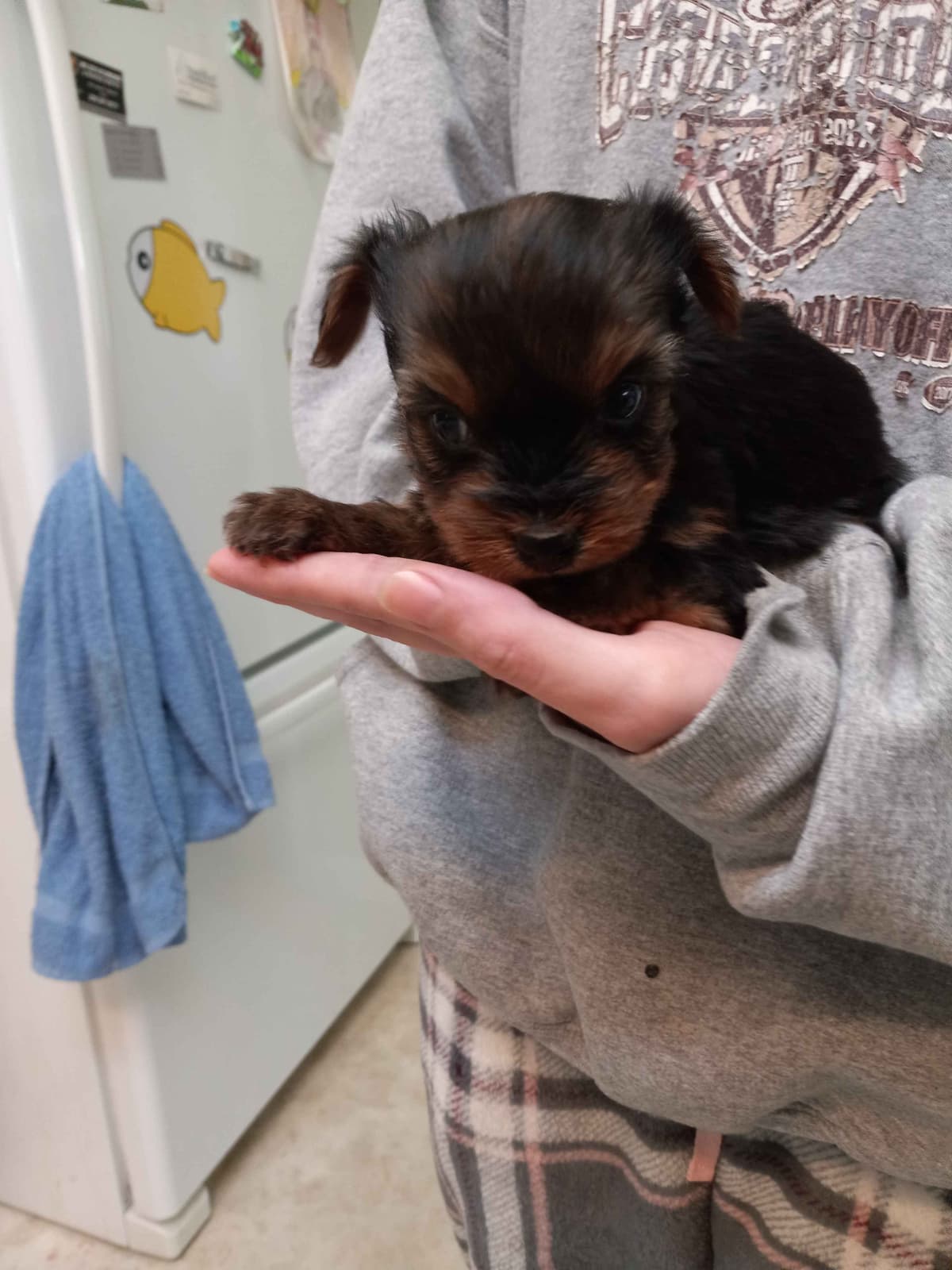Yorkshire Terrier Puppies breeder image 4