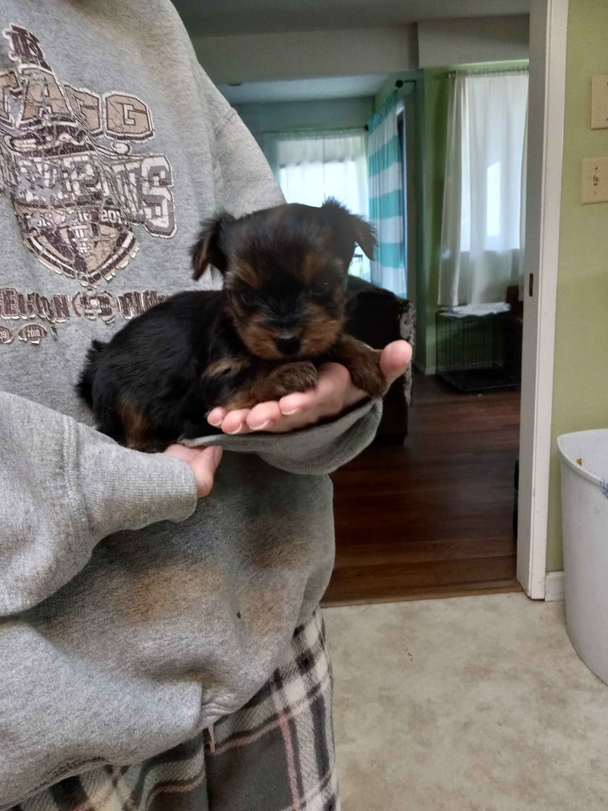 Yorkshire Terrier Puppies breeder image 5