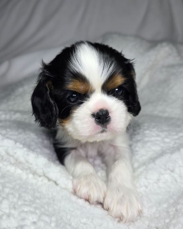 Cavalier King Charles Spaniel Puppies media 2