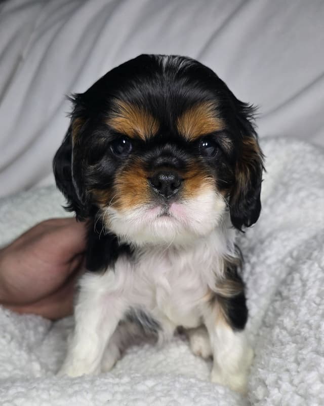 Cavalier King Charles Spaniel Puppies media 3