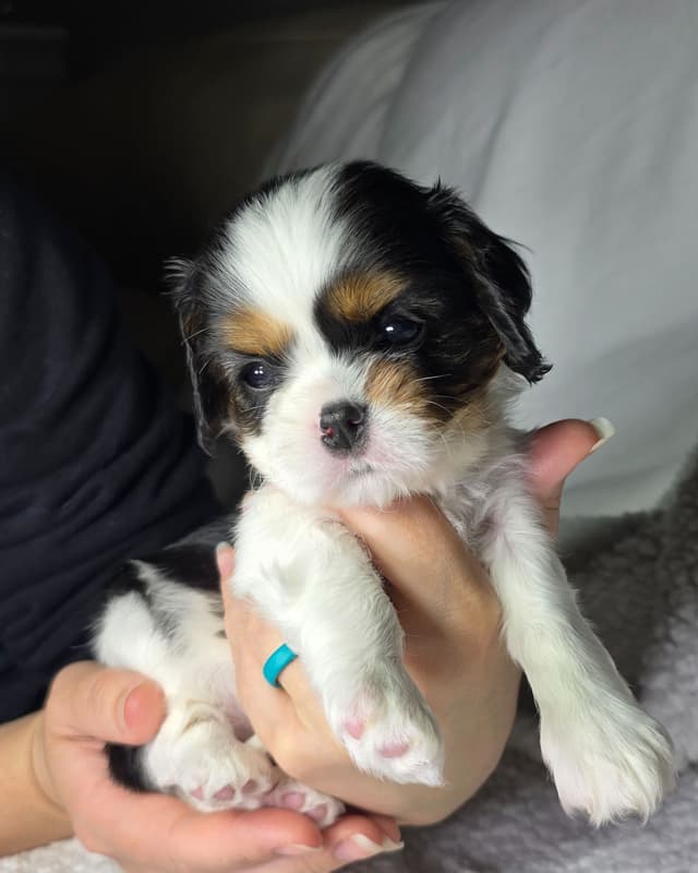 Cavalier King Charles Spaniel Puppies media 4