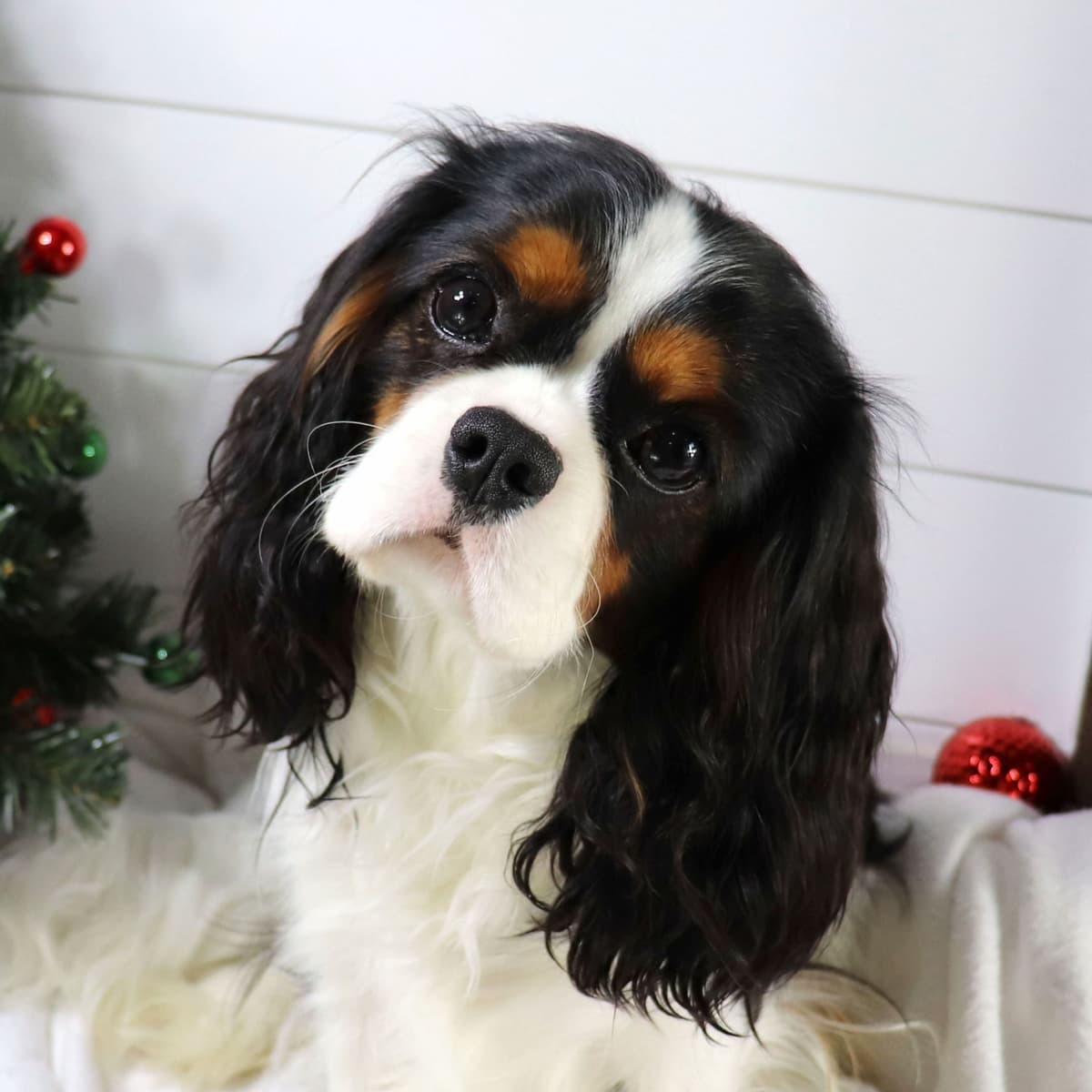 Cavalier King Charles Spaniel Puppies breeder image 3
