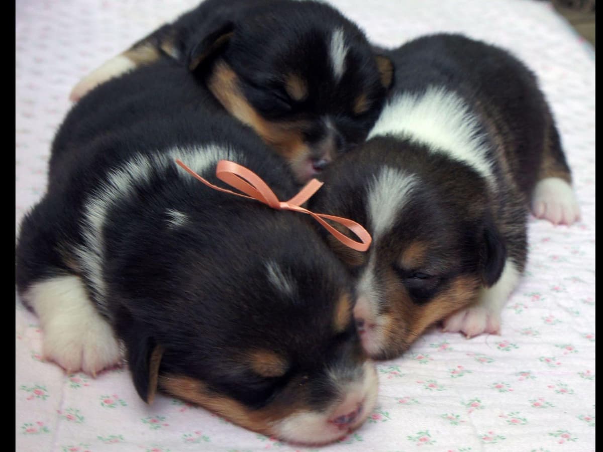 Corgi Puppies in Virginia breeder image 3