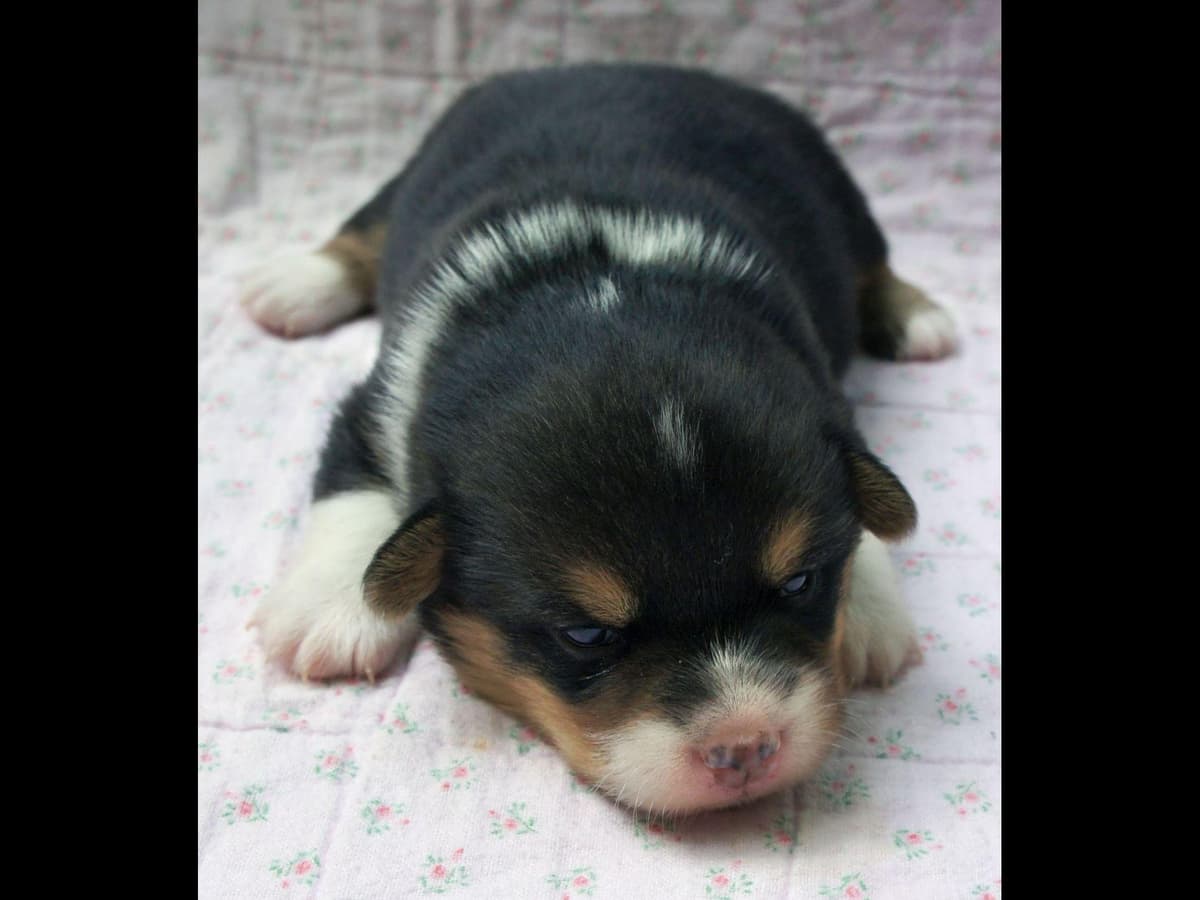 Corgi Puppies in Virginia breeder image 4