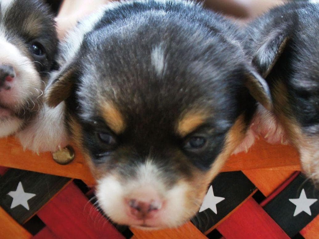 Corgi Puppies in Virginia breeder image 5