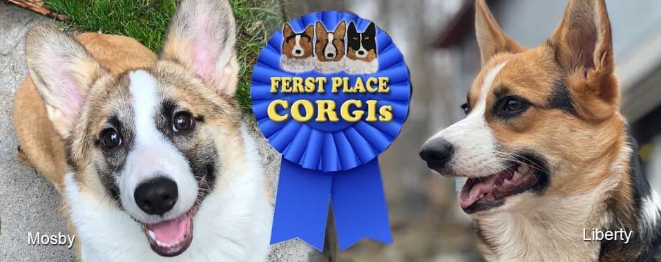 Corgi Puppies in Virginia breeder image 1