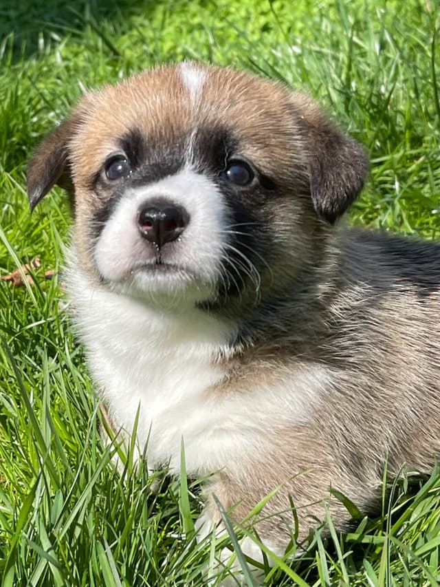 Corgi Puppies in Virginia media 3