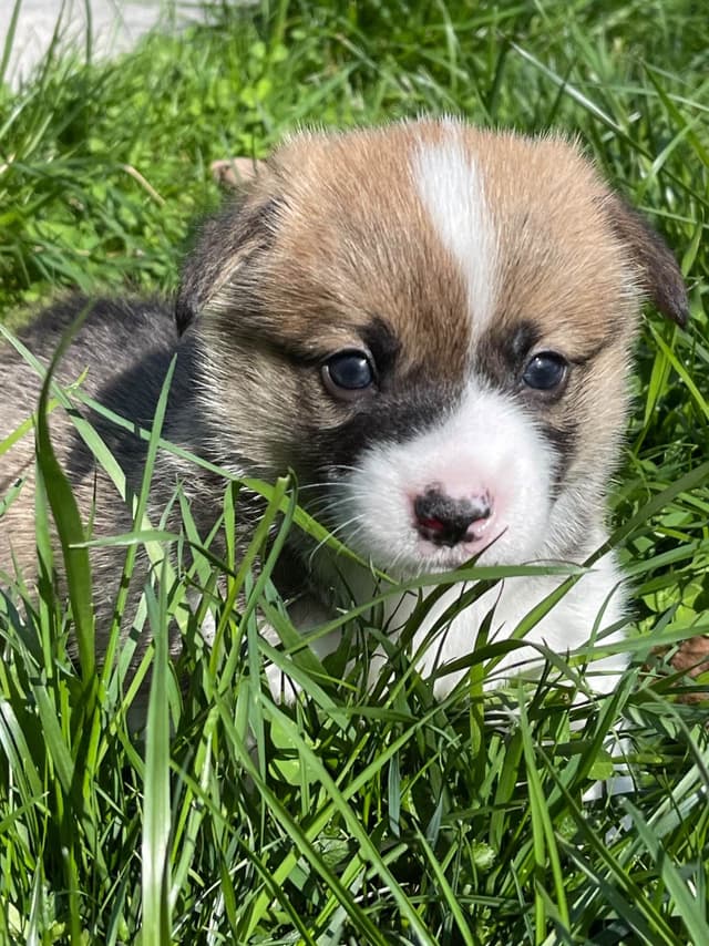 Corgi Puppies in Virginia media 4