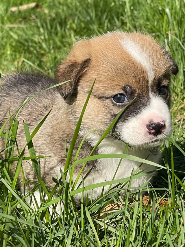 Corgi Puppies in Virginia media 5