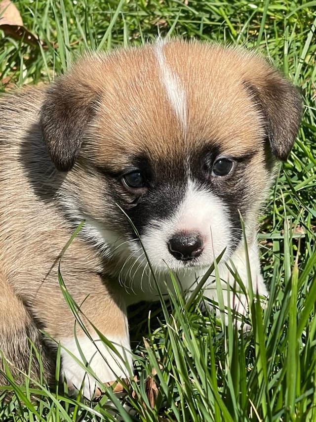 Corgi Puppies in Virginia media 6