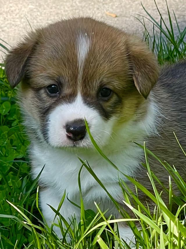 Corgi Puppies in Virginia media 7