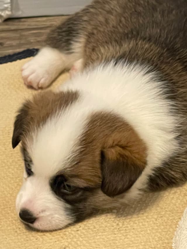 Corgi Puppies in Virginia media 8