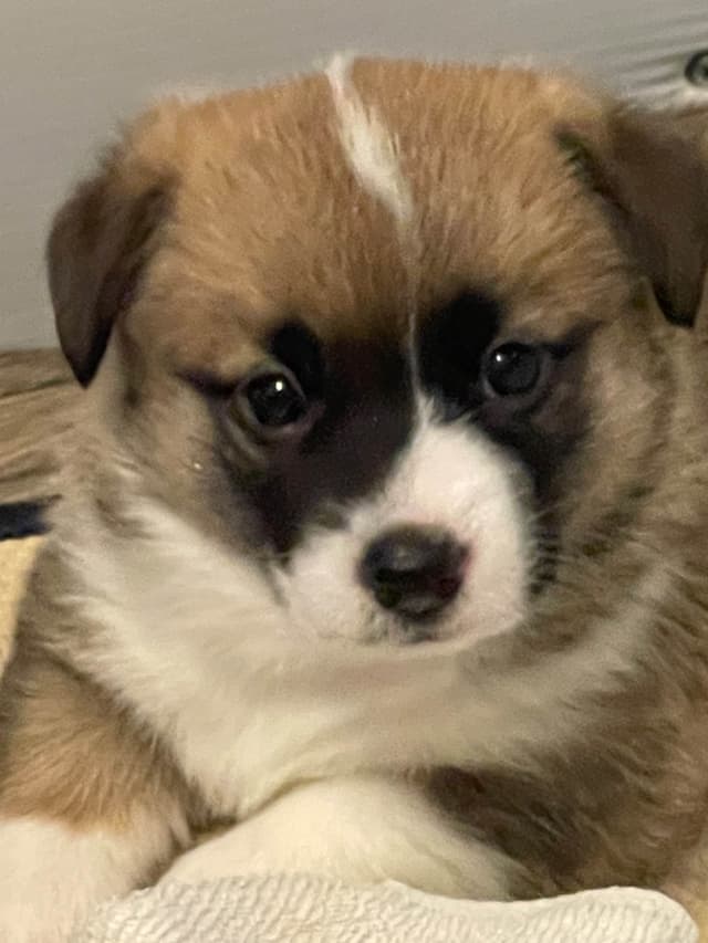 Corgi Puppies in Virginia media 9